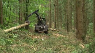 Link to Video | machine, Waldbauer, trunk, Forstwirtschaft, industry, forest worker, forestry, Vollernter, silviculture, nature
