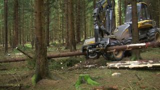 Link to Video | machine, Waldbauer, trunk, Forstwirtschaft, industry, forest worker, forestry, Vollernter, silviculture, nature