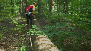 Link to Video | tree, Waldbauer, job, trunk, Forstwirtschaft, forester, forest worker, profession, ecosystem, forestry, forest, silviculture, nature