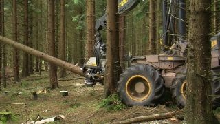 Link to Video | machine, Waldbauer, trunk, Forstwirtschaft, industry, forest worker, forestry, Vollernter, silviculture, nature