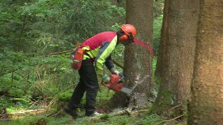 Link to Video | tree, Waldbauer, job, trunk, Forstwirtschaft, forester, forest worker, profession, ecosystem, forestry, forest, silviculture, nature
