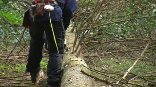Link to Video | tree, Waldbauer, job, trunk, Forstwirtschaft, forester, forest worker, profession, ecosystem, forestry, forest, silviculture, nature