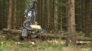 Link to Video | machine, Waldbauer, trunk, Forstwirtschaft, industry, forest worker, forestry, Vollernter, silviculture, nature