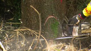 Link to Video | tree, Waldbauer, job, trunk, Forstwirtschaft, forester, forest worker, profession, ecosystem, forestry, forest, silviculture, nature