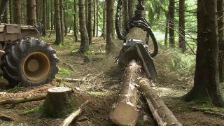 Link to Video | machine, Waldbauer, trunk, Forstwirtschaft, industry, forest worker, forestry, Vollernter, silviculture, nature