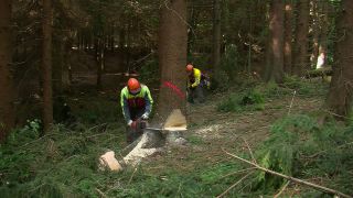 Link to Video | tree, Waldbauer, job, trunk, Forstwirtschaft, forester, forest worker, profession, ecosystem, forestry, forest, silviculture, nature