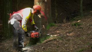 Link to Video | tree, Waldbauer, job, trunk, Forstwirtschaft, forester, forest worker, profession, ecosystem, forestry, forest, silviculture, nature