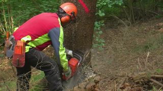 Link to Video | tree, Waldbauer, job, trunk, Forstwirtschaft, forester, forest worker, profession, ecosystem, forestry, forest, silviculture, nature