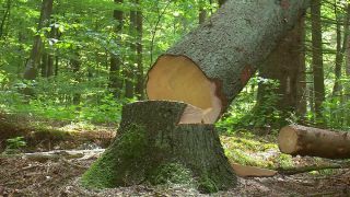 Link to Video | tree, Waldbauer, job, trunk, Forstwirtschaft, forester, forest worker, profession, ecosystem, forestry, forest, silviculture, nature