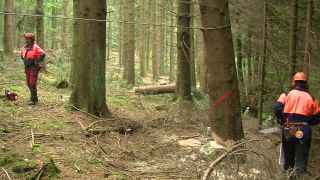 Link to Video | tree, Waldbauer, job, trunk, Forstwirtschaft, forester, forest worker, profession, ecosystem, forestry, forest, silviculture, nature