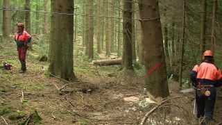 Link to Video | tree, Waldbauer, job, trunk, Forstwirtschaft, forester, forest worker, profession, ecosystem, forestry, forest, silviculture, nature