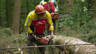 Link to Video | tree, Waldbauer, job, trunk, Forstwirtschaft, forester, forest worker, profession, ecosystem, forestry, forest, silviculture, nature