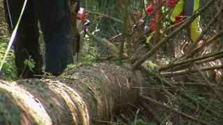 Link to Video | tree, Waldbauer, job, trunk, Forstwirtschaft, forester, forest worker, profession, ecosystem, forestry, forest, silviculture, nature