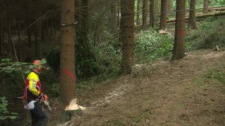 Link to Video | tree, Waldbauer, job, trunk, Forstwirtschaft, forester, forest worker, profession, ecosystem, forestry, forest, silviculture, nature