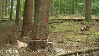 Link to Video | tree, Waldbauer, job, trunk, Forstwirtschaft, forester, forest worker, profession, ecosystem, forestry, forest, silviculture, nature
