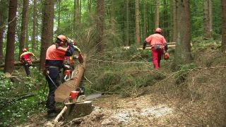 Link to Video | tree, Waldbauer, job, trunk, Forstwirtschaft, forester, forest worker, profession, ecosystem, forestry, forest, silviculture, nature