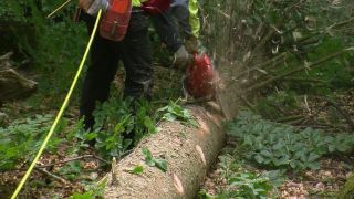 Link to Video | tree, Waldbauer, job, trunk, Forstwirtschaft, forester, forest worker, profession, ecosystem, forestry, forest, silviculture, nature