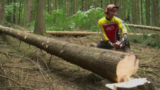 Link to Video | tree, Waldbauer, job, trunk, Forstwirtschaft, forester, forest worker, profession, ecosystem, forestry, forest, silviculture, nature