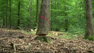 Link to Video | tree, Waldbauer, job, trunk, Forstwirtschaft, forester, forest worker, profession, ecosystem, forestry, forest, silviculture, nature