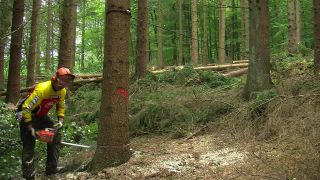 Link to Video | tree, Waldbauer, job, trunk, Forstwirtschaft, forester, forest worker, profession, ecosystem, forestry, forest, silviculture, nature