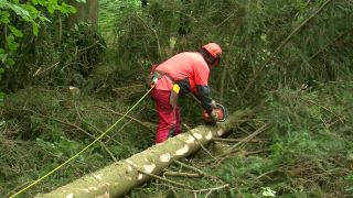 Link to Video | tree, Waldbauer, job, trunk, Forstwirtschaft, forester, forest worker, profession, ecosystem, forestry, forest, silviculture, nature