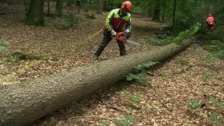 Link to Video | tree, Waldbauer, job, trunk, Forstwirtschaft, forester, forest worker, profession, ecosystem, forestry, forest, silviculture, nature