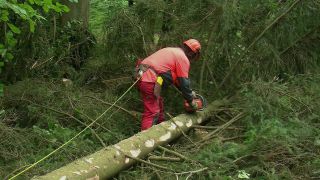 Link to Video | tree, Waldbauer, job, trunk, Forstwirtschaft, forester, forest worker, profession, ecosystem, forestry, forest, silviculture, nature