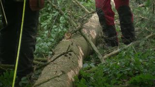 Link to Video | tree, Waldbauer, job, trunk, Forstwirtschaft, forester, forest worker, profession, ecosystem, forestry, forest, silviculture, nature