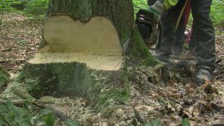 Link to Video | tree, Waldbauer, job, trunk, Forstwirtschaft, forester, forest worker, profession, ecosystem, forestry, forest, silviculture, nature