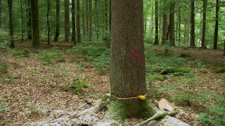 Link to Video | tree, Waldbauer, job, trunk, Forstwirtschaft, forester, forest worker, profession, ecosystem, forestry, forest, silviculture, nature