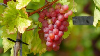Link to Video | grape, autumn, berry, fruit picking, alcoholic beverage, vineyard, viticulture, wine, fruit, cultivation, winegrower