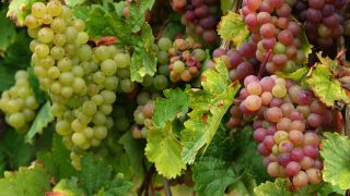 Link to Video | grape, autumn, berry, fruit picking, alcoholic beverage, vineyard, viticulture, wine, fruit, cultivation, winegrower