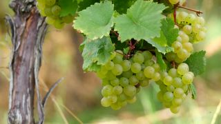 Link to Video | grape, autumn, berry, fruit picking, alcoholic beverage, vineyard, viticulture, wine, fruit, cultivation, winegrower