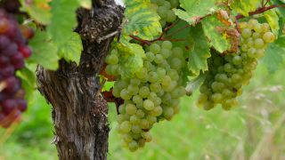 Link to Video | grape, autumn, berry, fruit picking, alcoholic beverage, vineyard, viticulture, wine, fruit, cultivation, winegrower