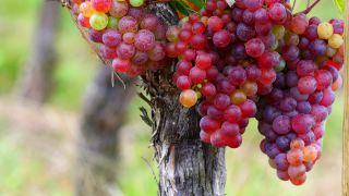 Link to Video | grape, autumn, berry, fruit picking, alcoholic beverage, vineyard, viticulture, wine, fruit, cultivation, winegrower