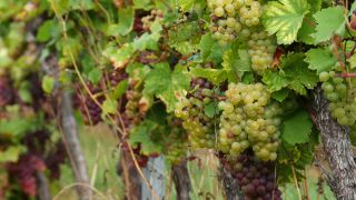 Link to Video | grape, autumn, berry, fruit picking, alcoholic beverage, vineyard, viticulture, wine, fruit, cultivation, winegrower