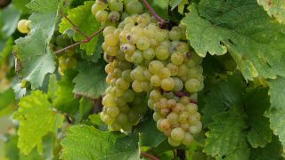 Link to Video | grape, autumn, berry, fruit picking, alcoholic beverage, vineyard, viticulture, wine, fruit, cultivation, winegrower