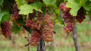 Link to Video | grape, autumn, berry, fruit picking, alcoholic beverage, vineyard, viticulture, wine, fruit, cultivation, winegrower