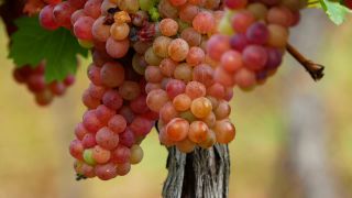 Link to Video | grape, autumn, berry, fruit picking, alcoholic beverage, vineyard, viticulture, wine, fruit, cultivation, winegrower
