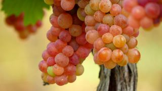 Link zum Video | Weintraube, Herbst, Beere, Obstbau, alkoholisches Getränk, Weinberg, Weinbau, Wein, Obst, Kultivierung, Winzer