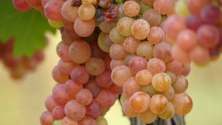 Link to Video | grape, autumn, berry, fruit picking, alcoholic beverage, vineyard, viticulture, wine, fruit, cultivation, winegrower