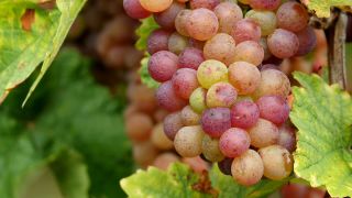 Link to Video | grape, autumn, berry, fruit picking, alcoholic beverage, vineyard, viticulture, wine, fruit, cultivation, winegrower