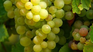 Link to Video | grape, autumn, berry, fruit picking, alcoholic beverage, vineyard, viticulture, wine, fruit, cultivation, winegrower