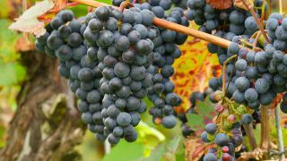 Link to Video | grape, autumn, berry, fruit picking, alcoholic beverage, vineyard, viticulture, wine, fruit, cultivation, winegrower