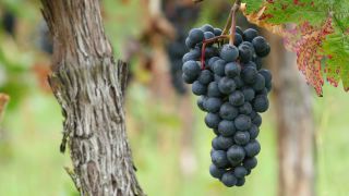 Link to Video | grape, autumn, berry, fruit picking, alcoholic beverage, vineyard, viticulture, wine, fruit, cultivation, winegrower