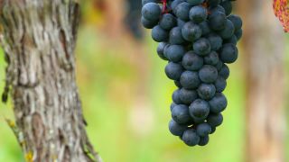 Link to Video | grape, autumn, berry, fruit picking, alcoholic beverage, vineyard, viticulture, wine, fruit, cultivation, winegrower