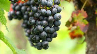 Link to Video | grape, autumn, berry, fruit picking, alcoholic beverage, vineyard, viticulture, wine, fruit, cultivation, winegrower