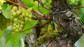 Link to Video | grape, autumn, berry, fruit picking, alcoholic beverage, vineyard, viticulture, wine, fruit, cultivation, winegrower