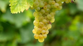 Link to Video | grape, autumn, berry, fruit picking, alcoholic beverage, vineyard, viticulture, wine, fruit, cultivation, winegrower