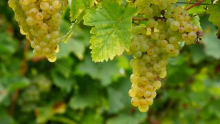 Link zum Video | Weintraube, Herbst, Beere, Obstbau, alkoholisches Getränk, Weinberg, Weinbau, Wein, Obst, Kultivierung, Winzer